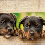 Rottweiler: süße Hundewelpen