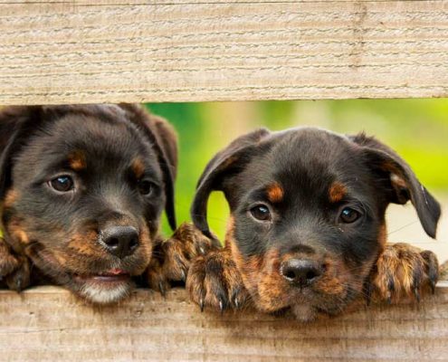 Rottweiler: süße Hundewelpen